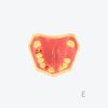 产品图片 13E- Upper jaw training model