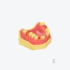 产品图片 13E Upper jaw training model