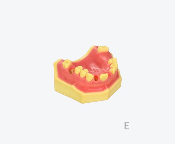 产品图片 13E Upper jaw training model